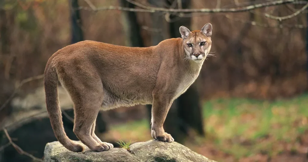 Cougar