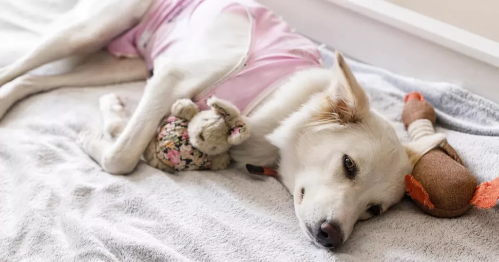 Cute dog after spaying sleeping on bed