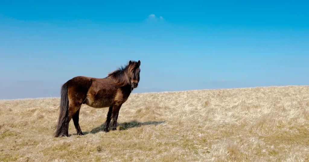 Dartmoor Pony