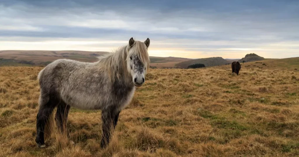 Dartmoor Pony