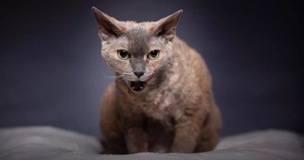 Devon Rex