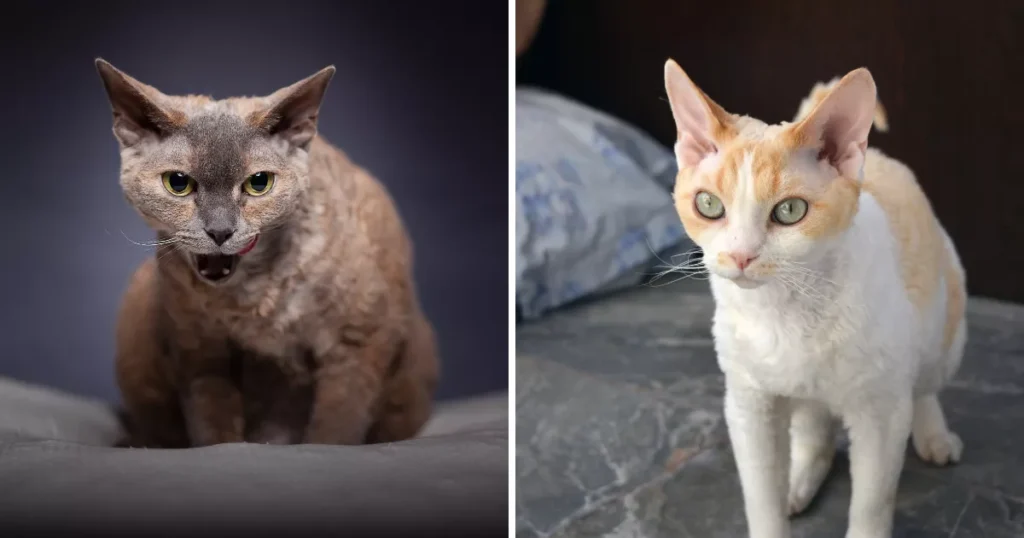 Devon Rex