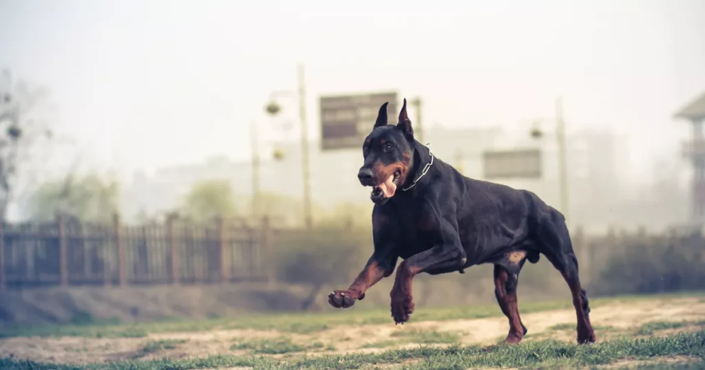 Doberman Pinscher 