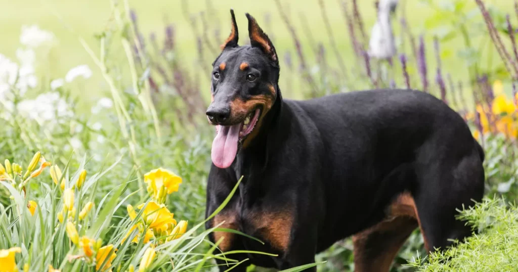 Doberman Pinscher