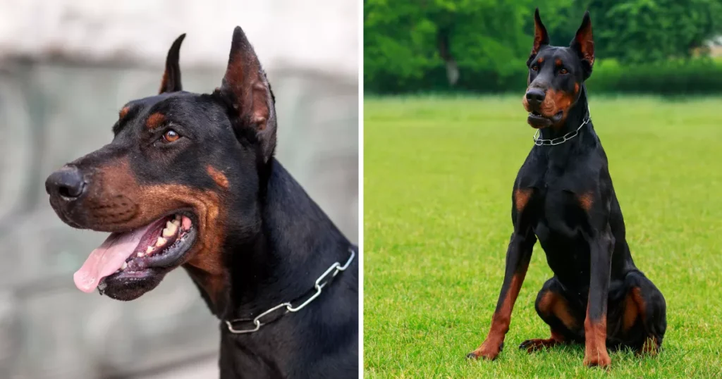 Doberman Pinscher