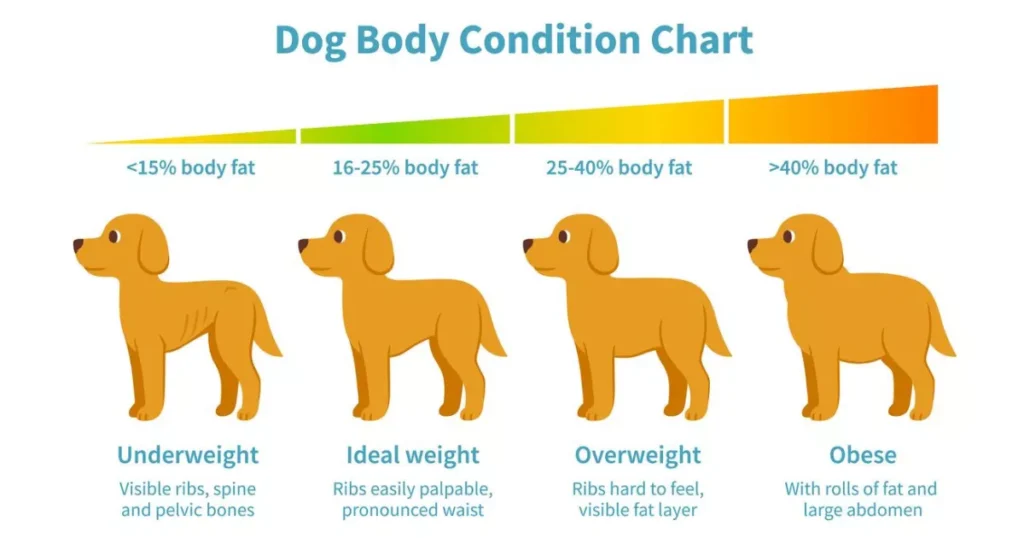 Dog Body Condition Scoring Chart