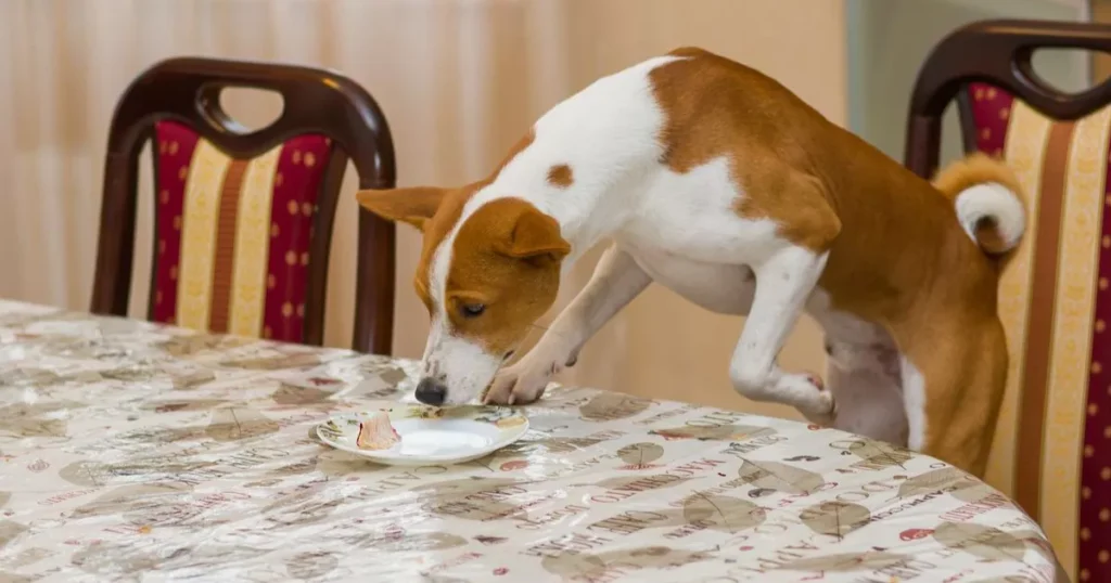 Dog Eating food on table