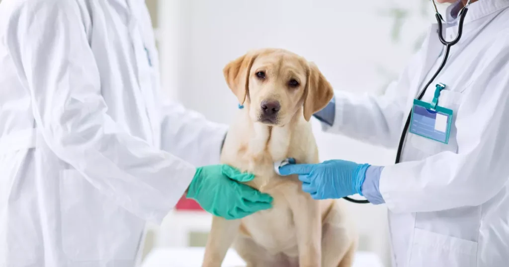 Dog Regular Vet Check-ups