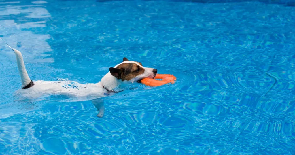 Dog Swimming