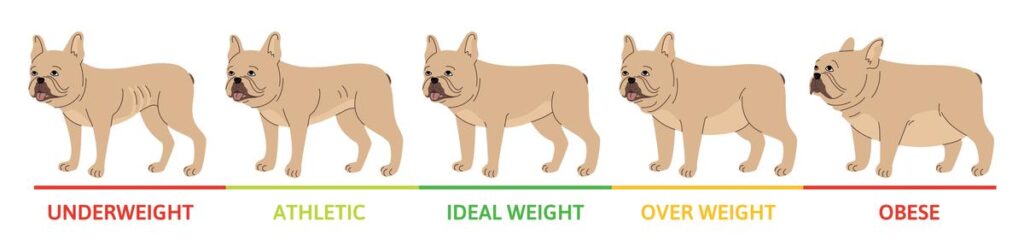 Dog Weight Trend