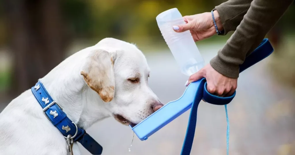 Dog Drinking Water