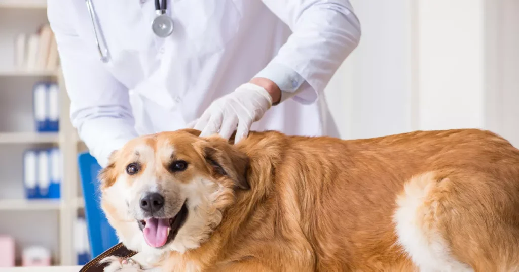 Dog with Veterinarian