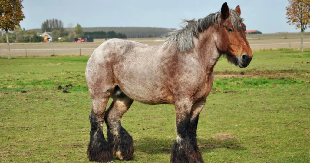 Dutch Draft Horse 