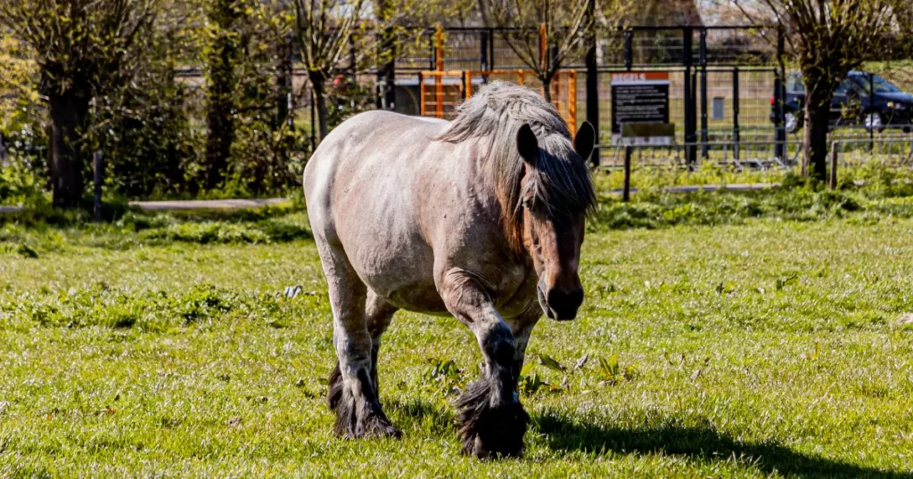 Dutch Draft Horse