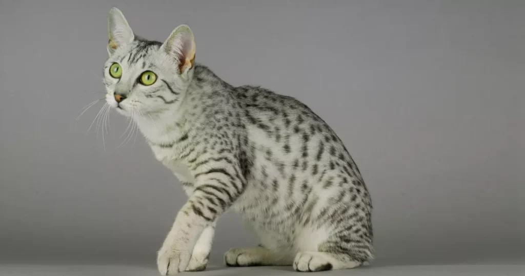 Egyptian Mau