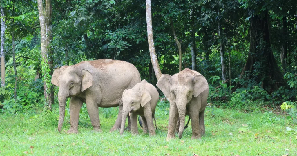 Elephas maximus borneensis