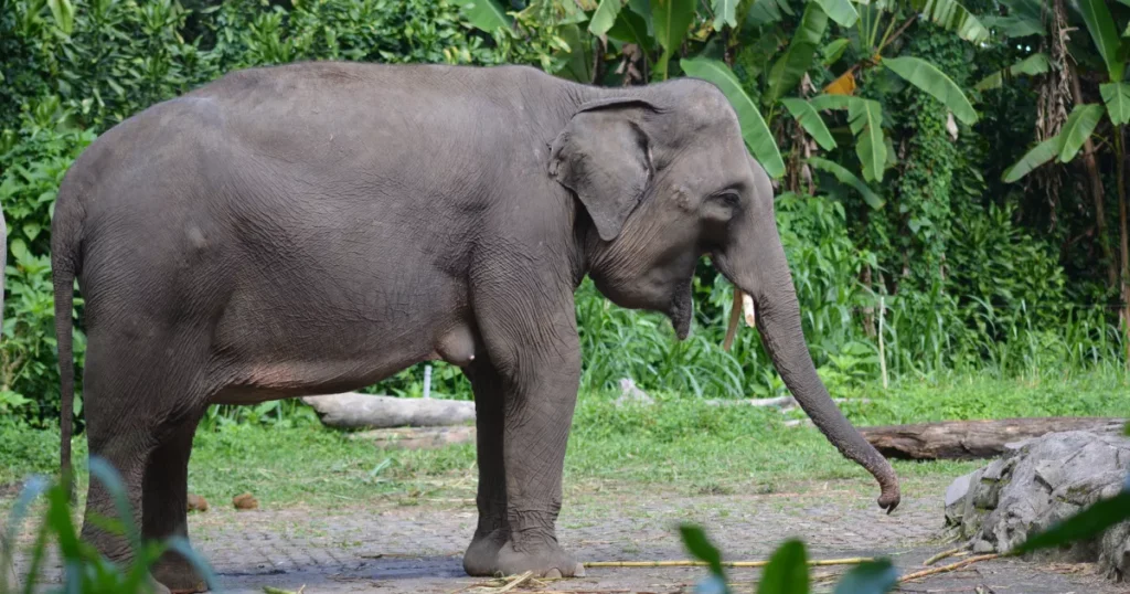 Elephas maximus sumatranus