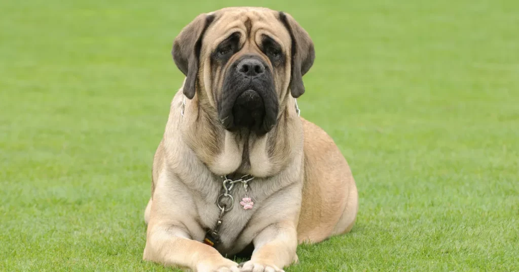 English Mastiff