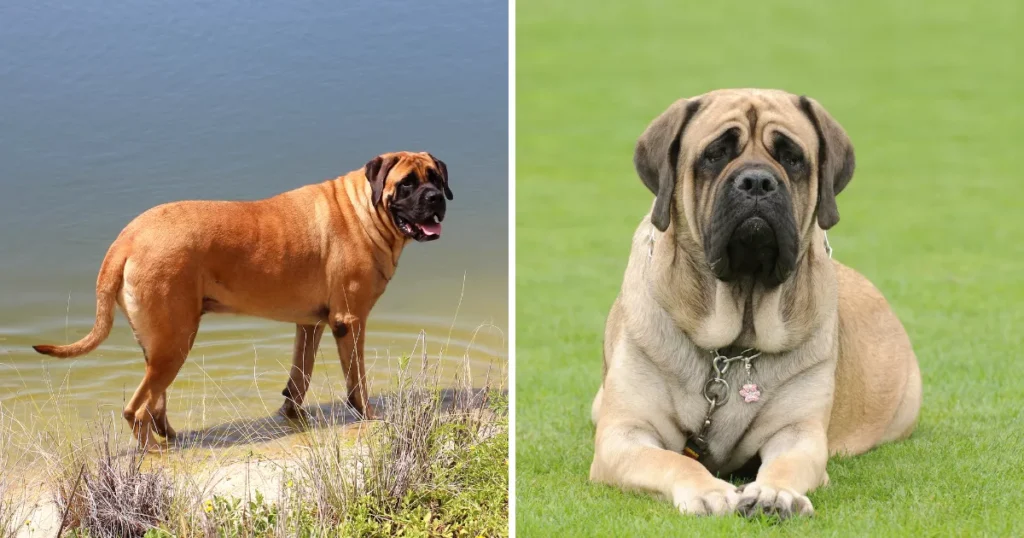 English Mastiff
