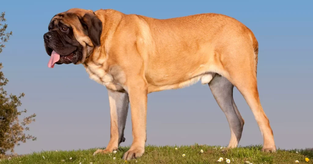 English Mastiff