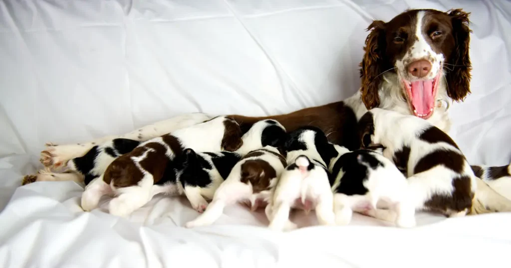 English Springer Spaniel