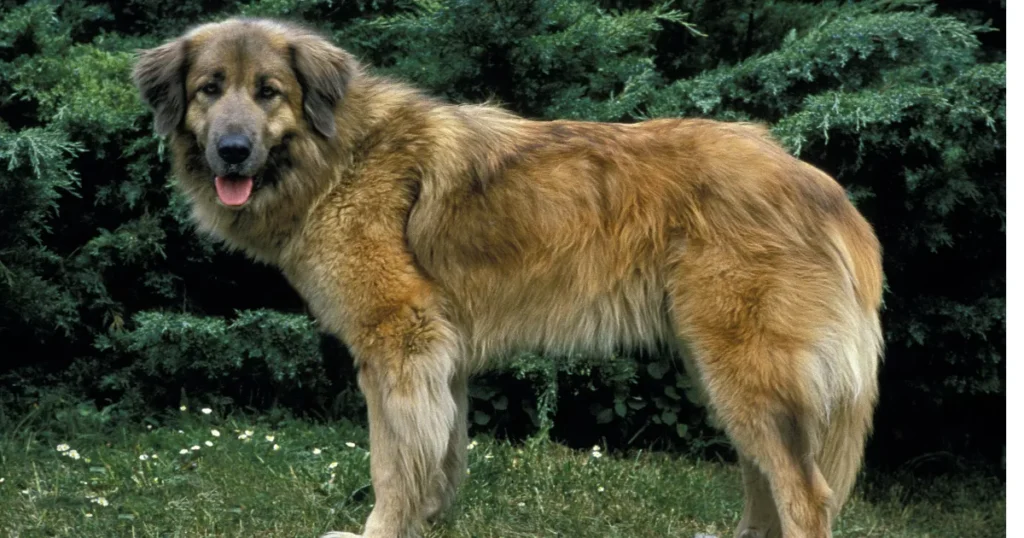 Estrela Mountain Dog