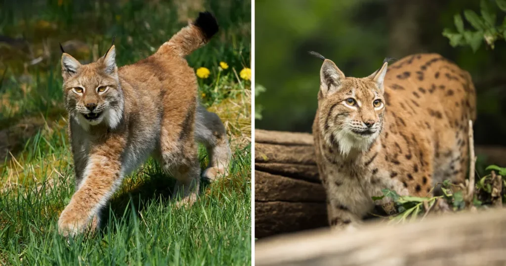 Eurasian Lynx