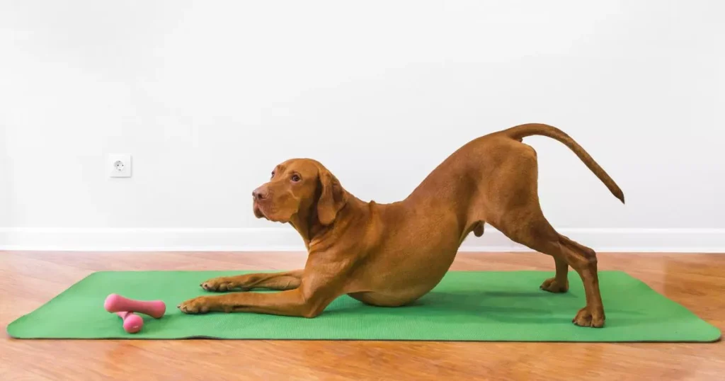 Exercise Routine Study on Dog Weight Management