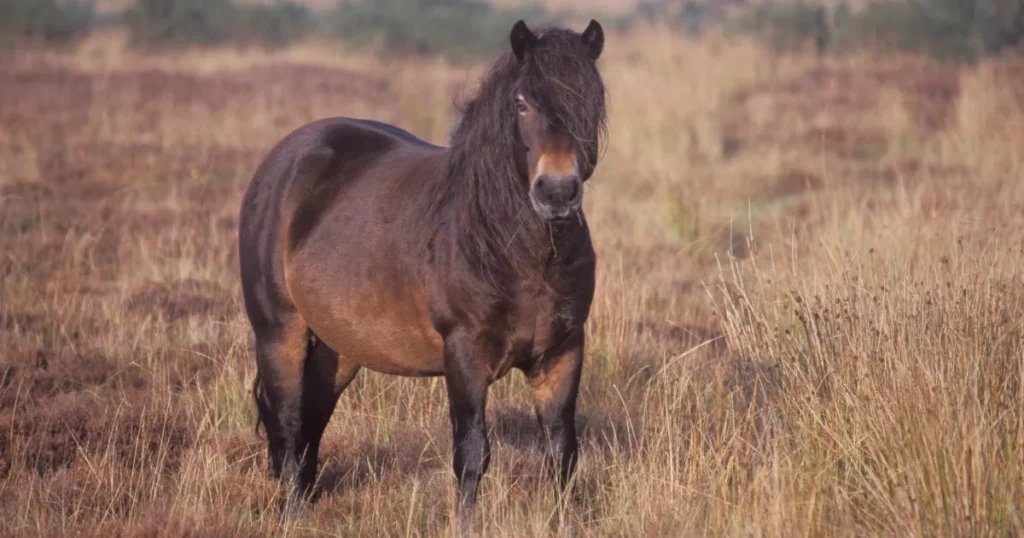 Exmoor Pony
