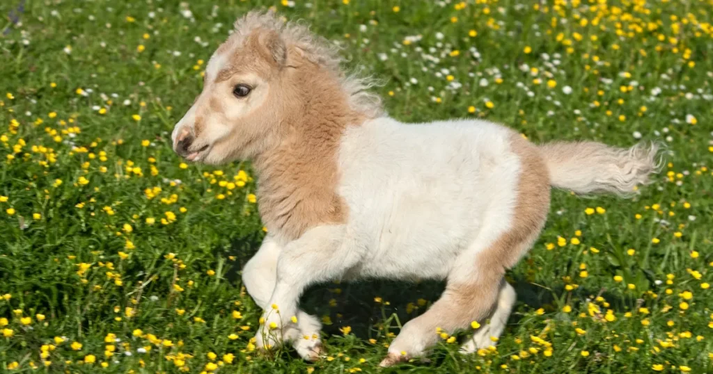 Falabella