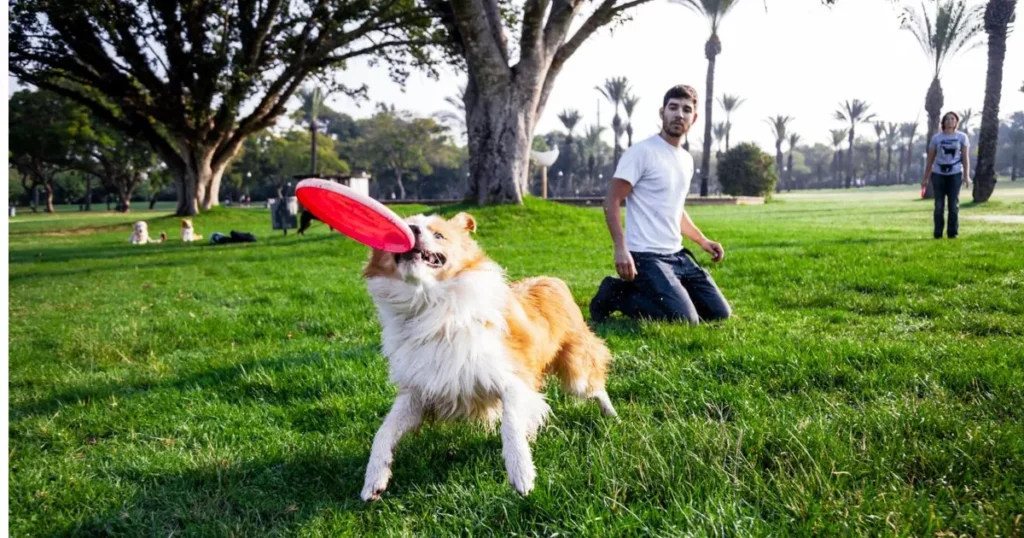 Dog Fetch and Frisbee