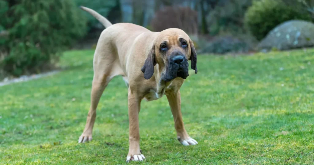 Fila Brasileiro (Brazilian Mastiff)