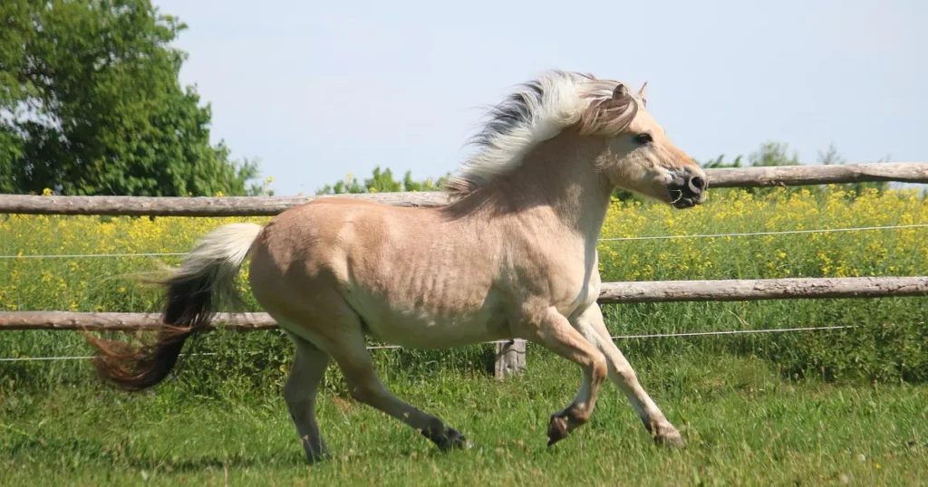 Fjord Horse