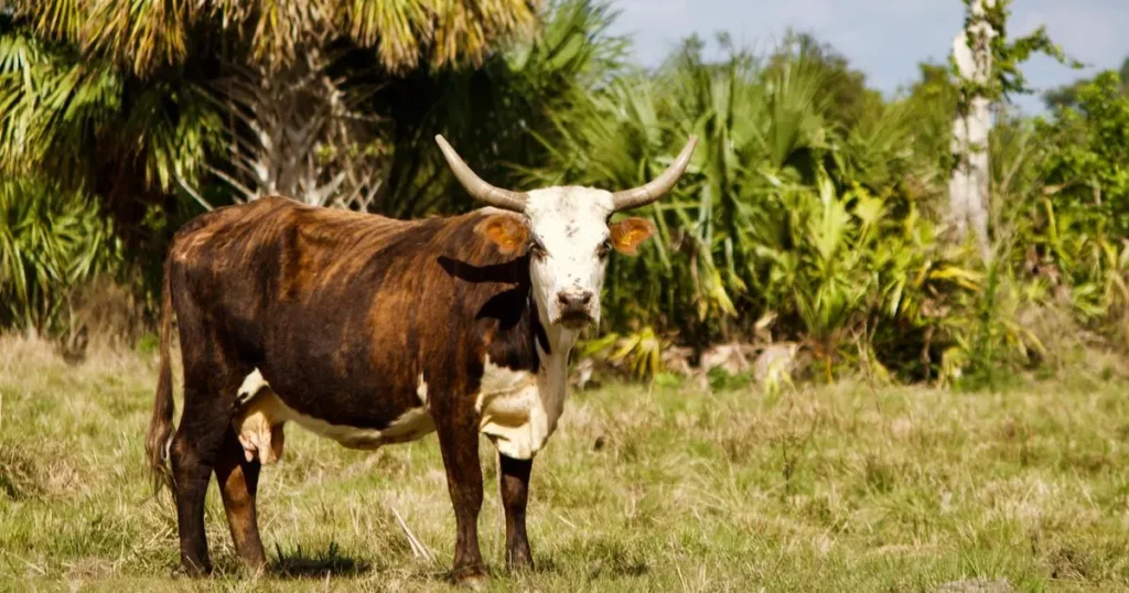 Florida Cracker Cow