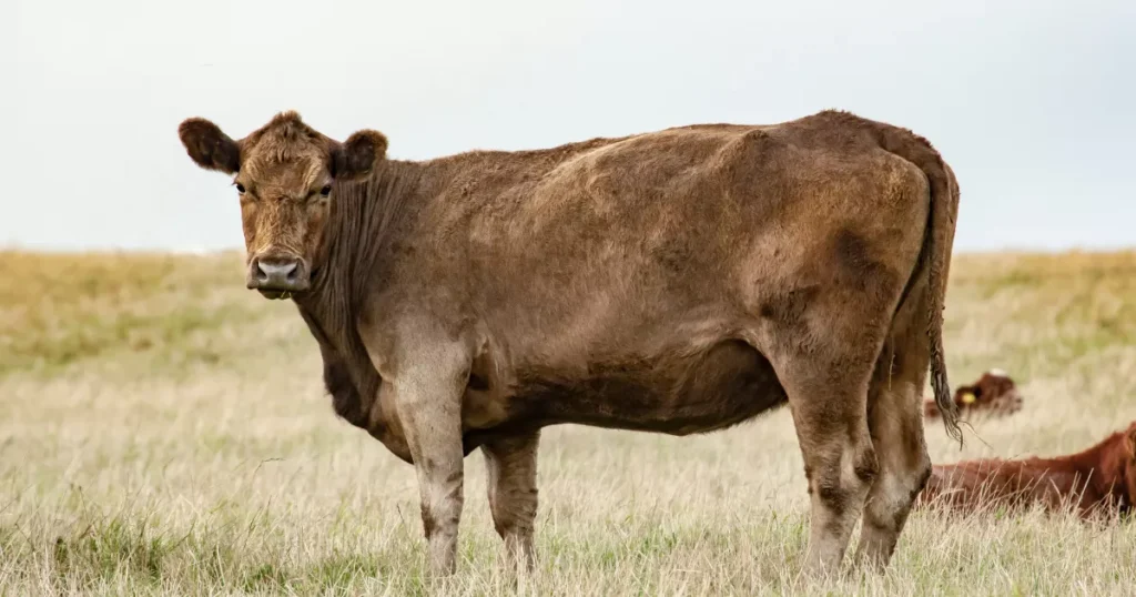 Gelbvieh cattle