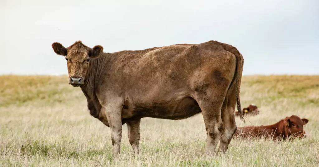 Gelbvieh cattle