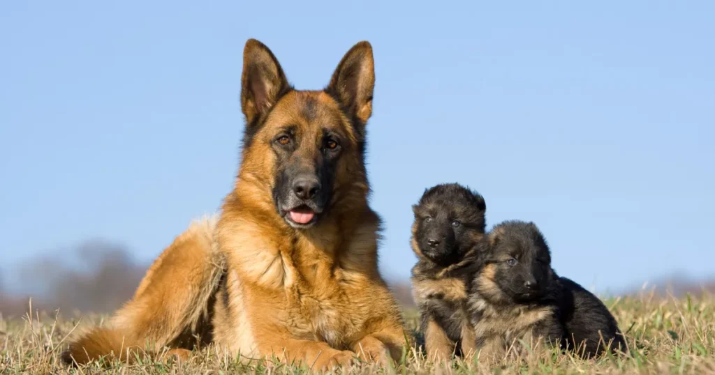 German Shepherd Dog