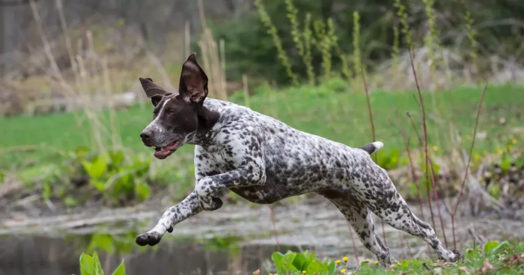 German Shorthaired Pointer 