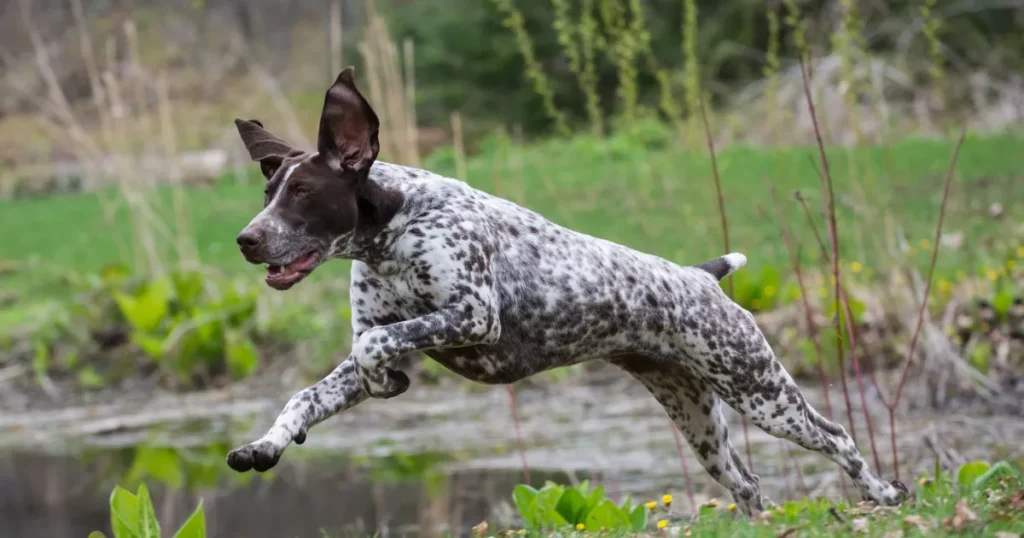 German Shorthaired Pointer