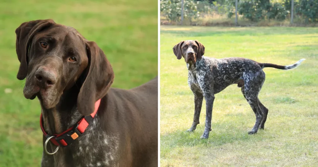 German Shorthaired Pointer (male)