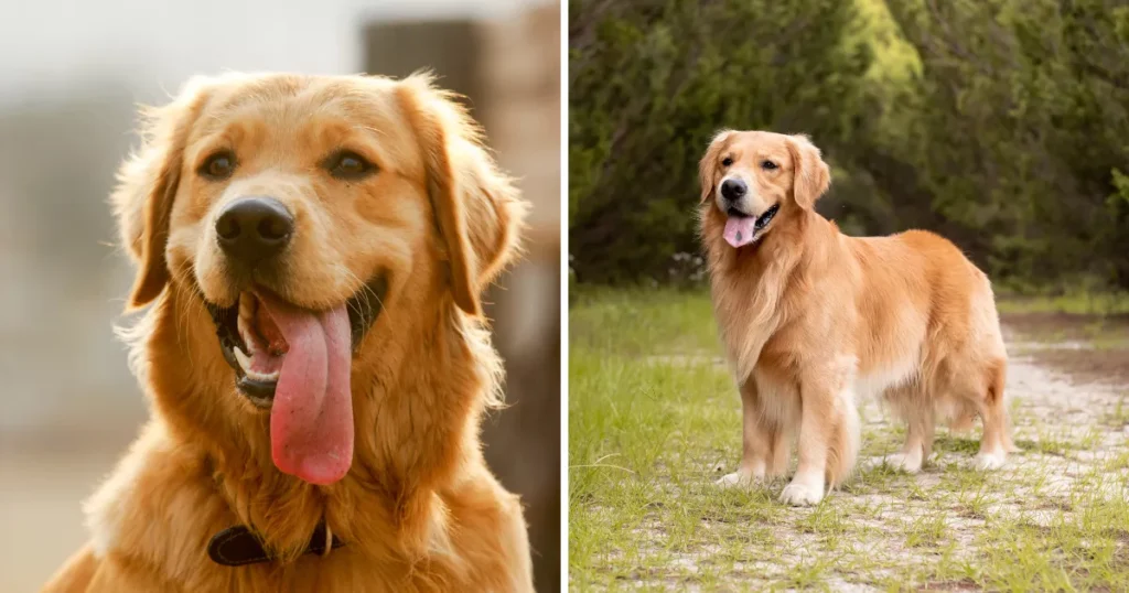 Golden Retriever