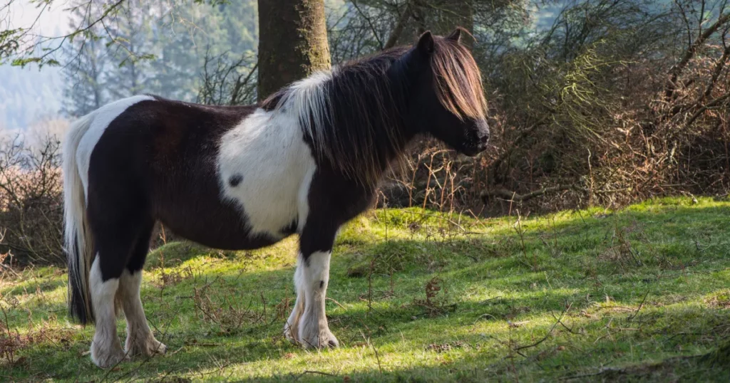 Gotland Pony