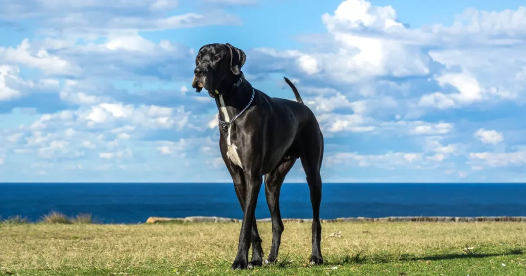 Great Dane