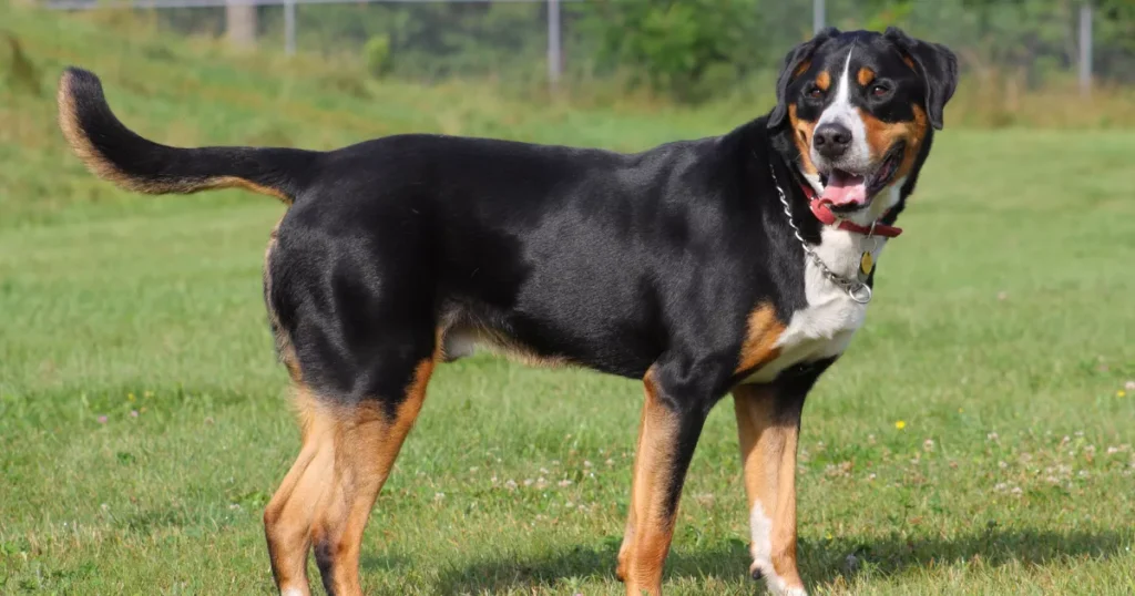 Greater Swiss Mountain Dog