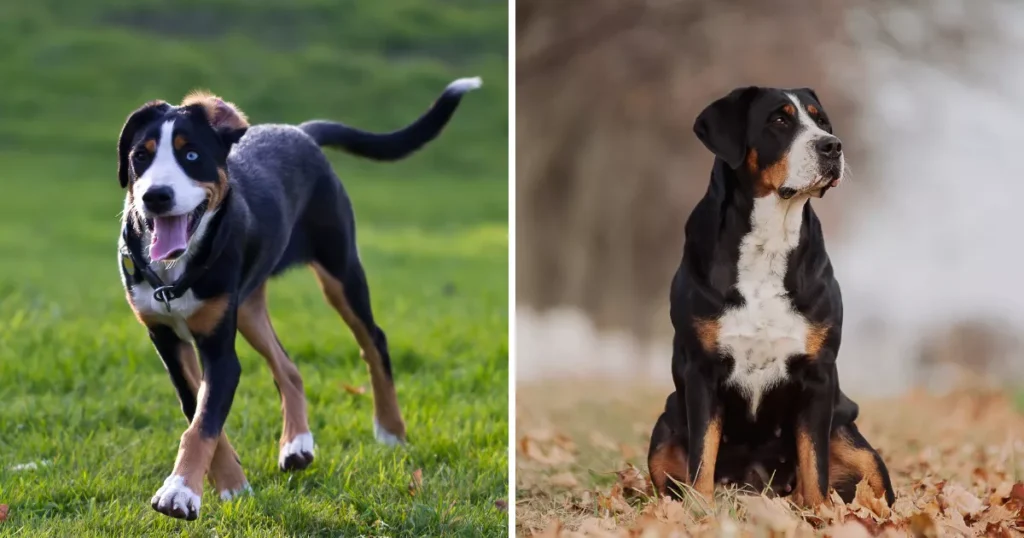 Greater Swiss Mountain Dog