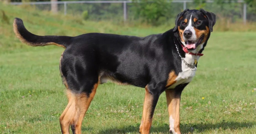 Greater Swiss Mountain Dog