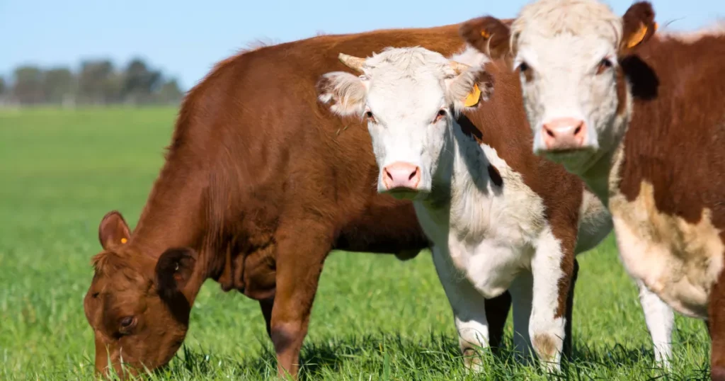 Hereford Cow and Calf