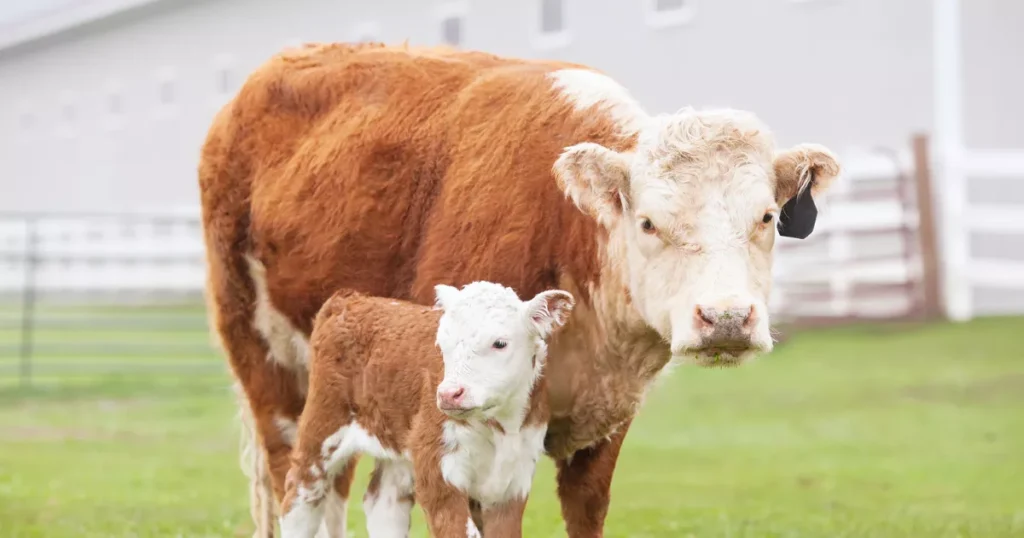 Hereford cattle