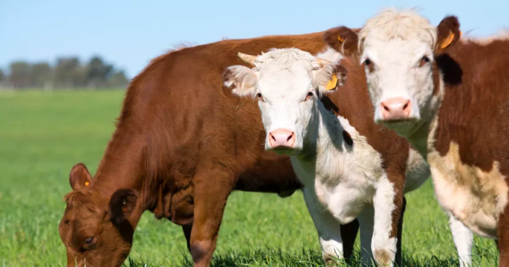 Hereford cattle