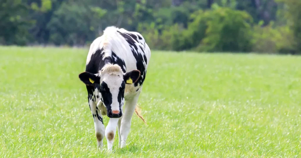 Holstein Friesian